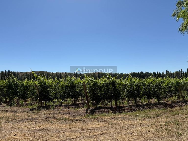 Finca en Venta en Lujan de Cuyo, Mendoza