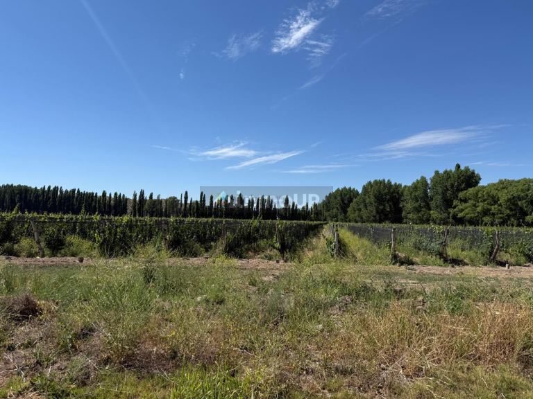 Finca en Venta en Lujan de Cuyo, Mendoza