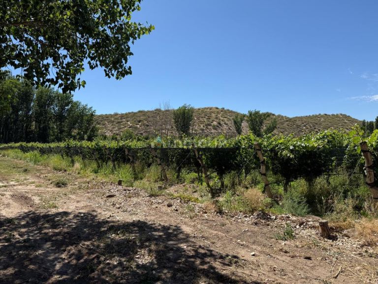 Finca en Venta en Lujan de Cuyo, Mendoza