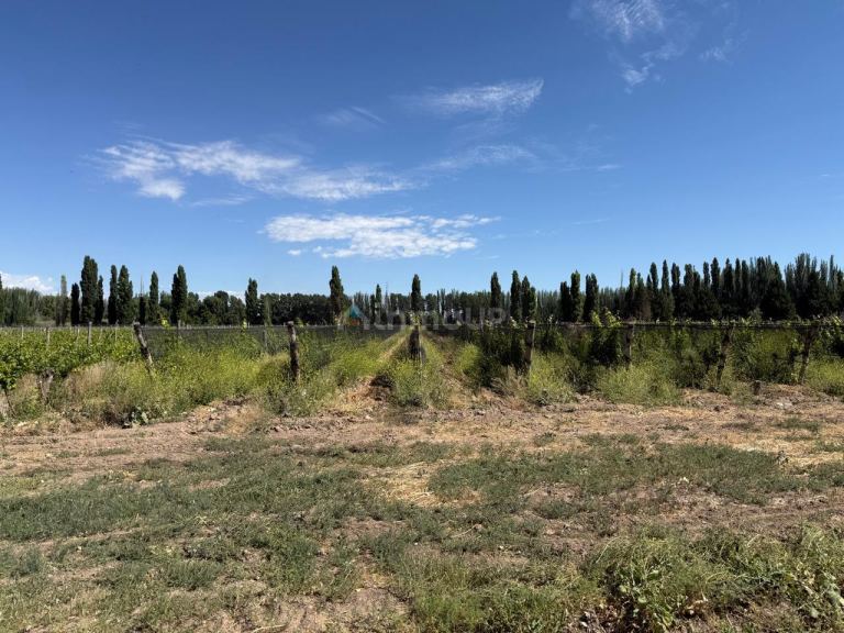 Finca en Venta en Lujan de Cuyo, Mendoza