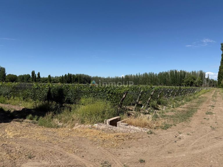 Finca en Venta en Lujan de Cuyo, Mendoza