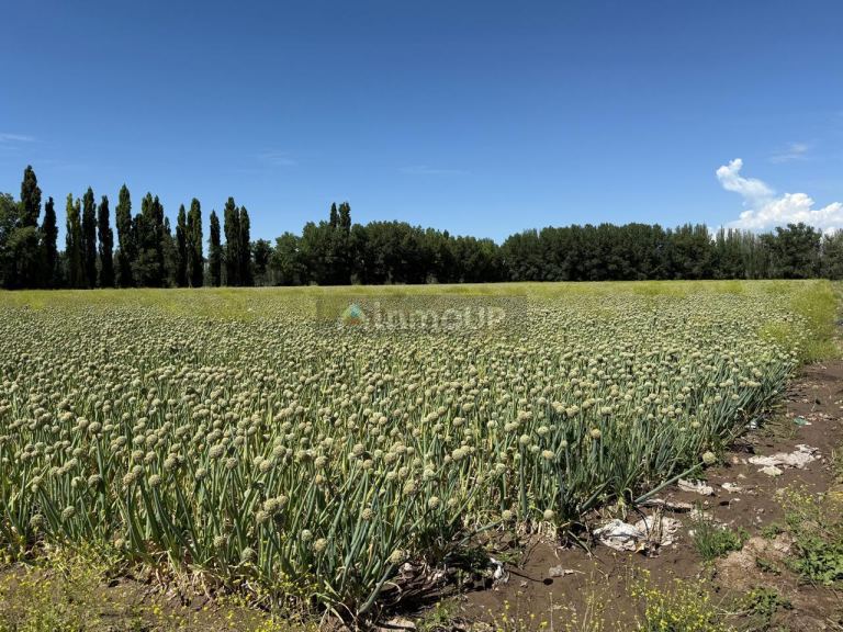Finca en Venta en Lujan de Cuyo, Mendoza
