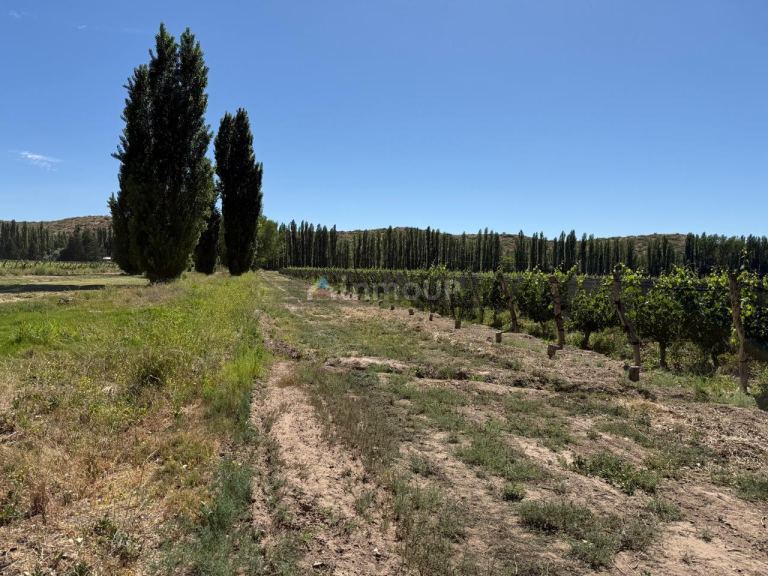 Finca en Venta en Lujan de Cuyo, Mendoza