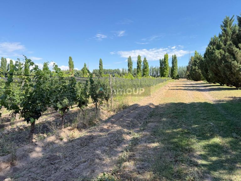 Finca en Venta en Lujan de Cuyo, Mendoza