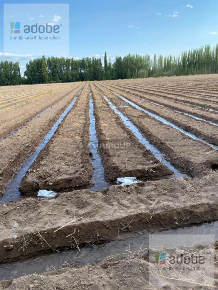 Finca en Venta en Lujan de Cuyo, Mendoza