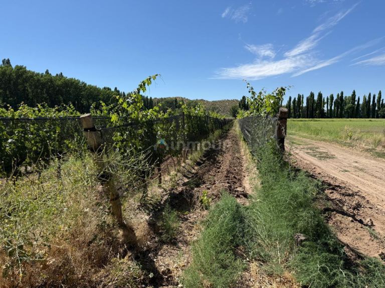 Finca en Venta en Lujan de Cuyo, Mendoza