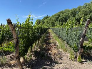 Lujan de Cuyo Ruta Provincia N°16