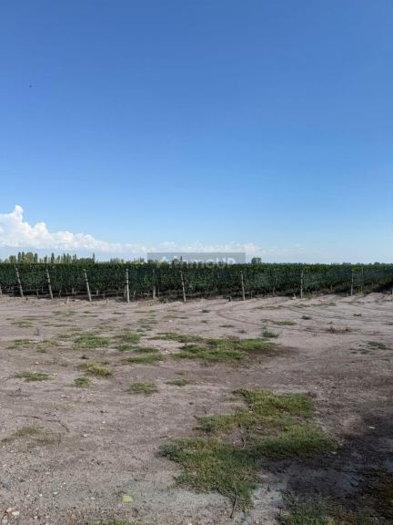 Finca en Venta en San Carlos, Mendoza