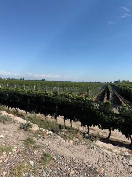 Finca en Venta en San Carlos, Mendoza