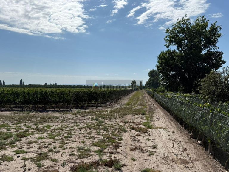 Finca en Venta en San Carlos, Mendoza