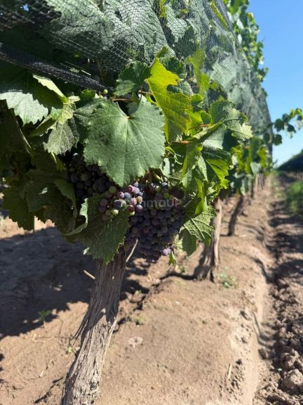 Finca en Venta en San Carlos, Mendoza
