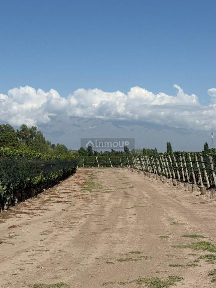 Finca en Venta en San Carlos, Mendoza