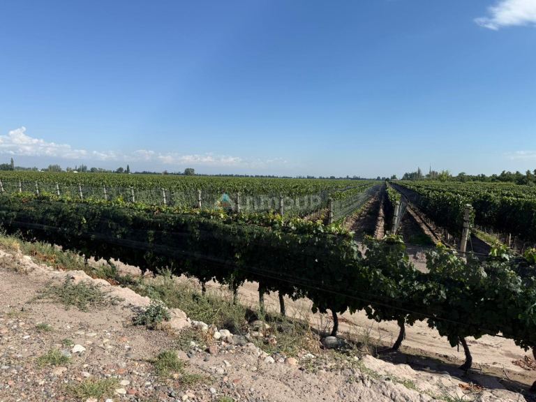 Finca en Venta en San Carlos, Mendoza