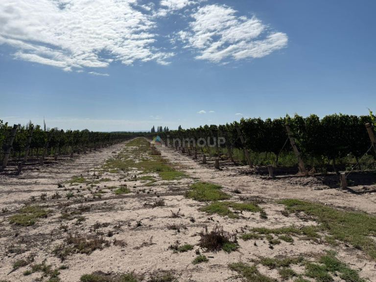 Finca en Venta en San Carlos, Mendoza