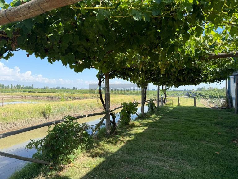 Finca en Venta en San Carlos, Mendoza