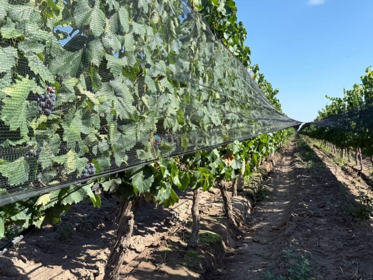 Finca en Venta en San Carlos, Mendoza