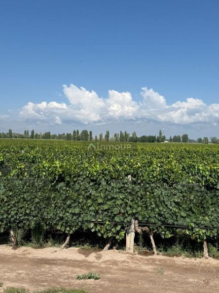 Finca en Venta en San Carlos, Mendoza