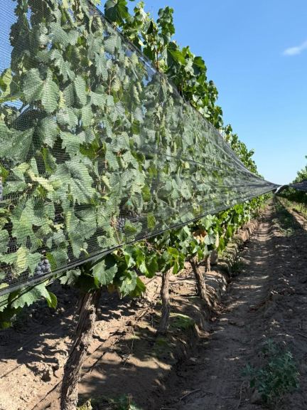 Finca en Venta en San Carlos, Mendoza