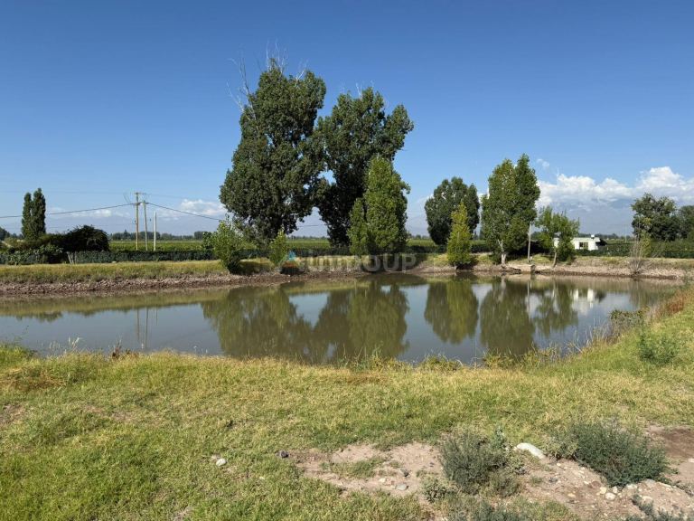Finca en Venta en San Carlos, Mendoza
