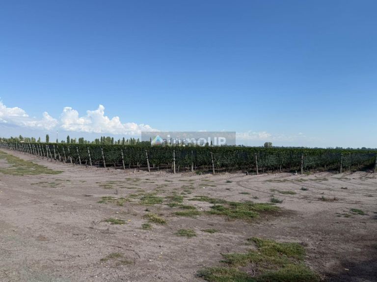 Finca en Venta en San Carlos, Mendoza