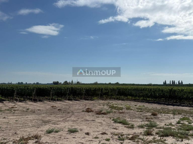 Finca en Venta en San Carlos, Mendoza