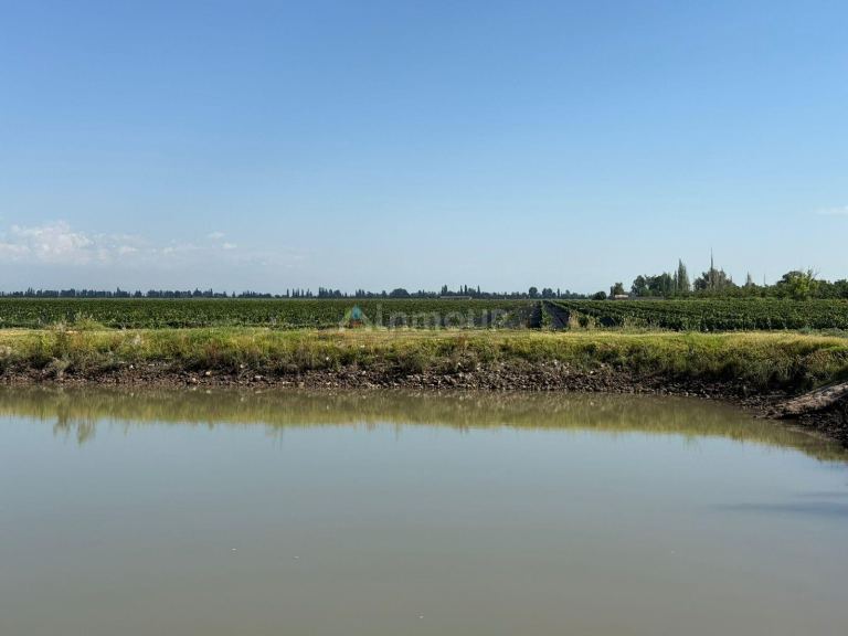 Finca en Venta en San Carlos, Mendoza