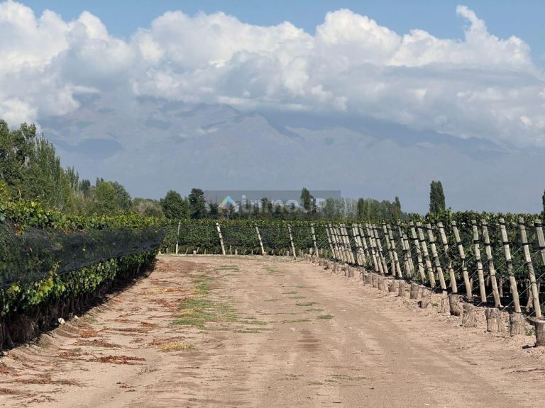 Finca en Venta en San Carlos, Mendoza