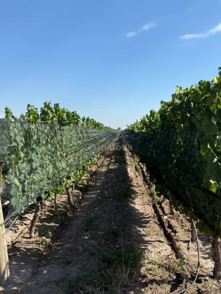 Finca en Venta en San Carlos, Mendoza
