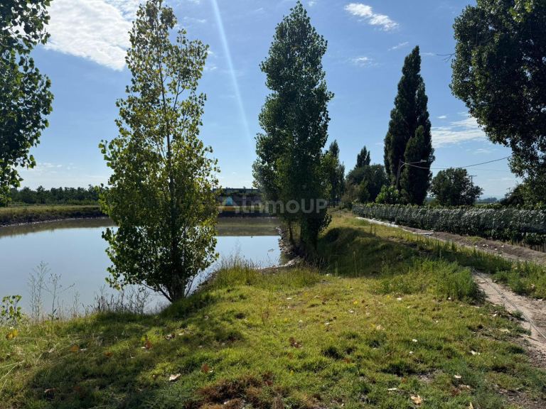 Finca en Venta en San Carlos, Mendoza