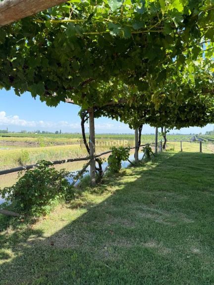 Finca en Venta en San Carlos, Mendoza