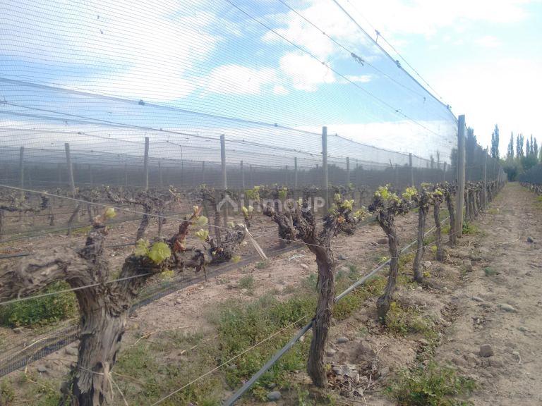 Finca en Venta en Lujan de Cuyo, Mendoza