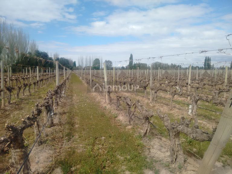 Finca en Venta en Lujan de Cuyo, Mendoza