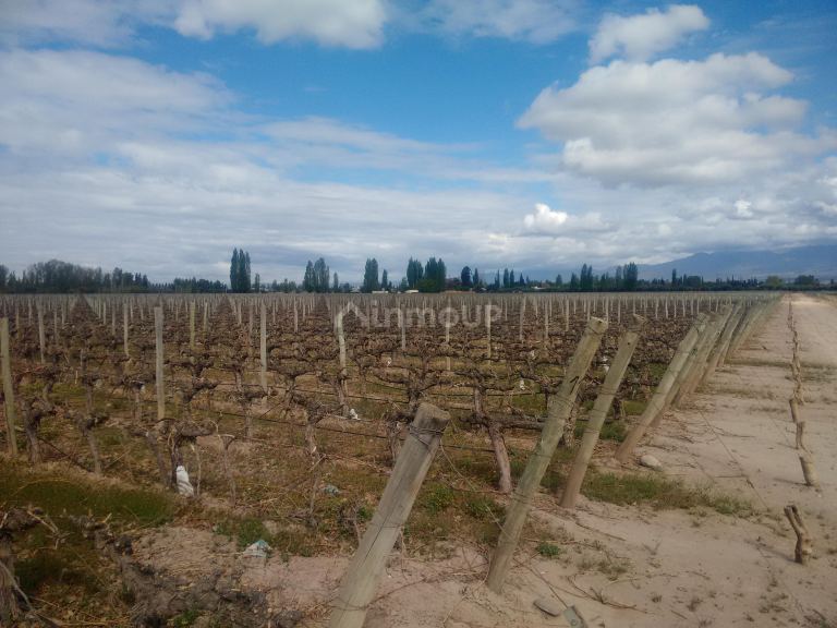 Finca en Venta en Lujan de Cuyo, Mendoza