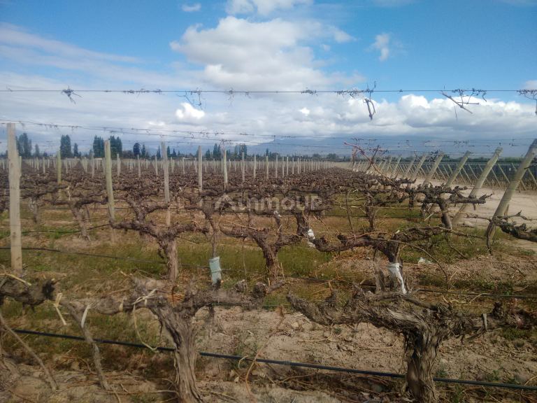 Finca en Venta en Lujan de Cuyo, Mendoza