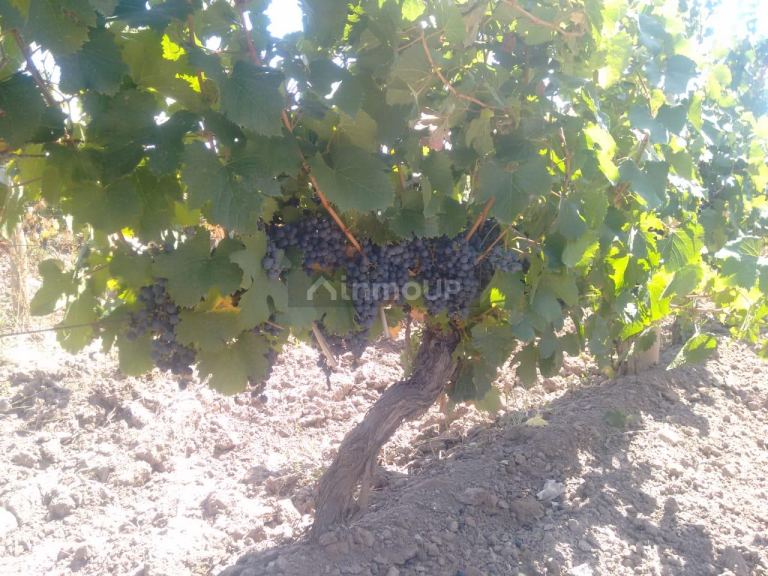 Lote en Venta en Lujan de Cuyo, Mendoza