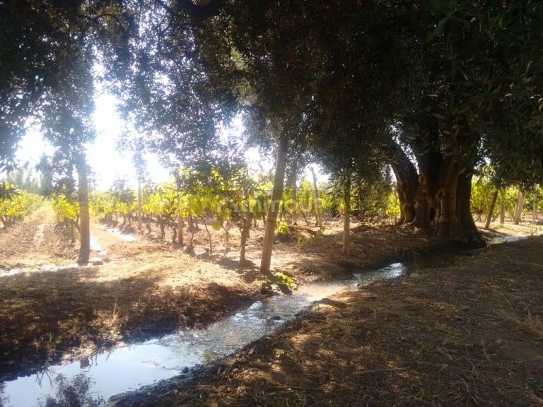 Lote en Venta en Lujan de Cuyo, Mendoza