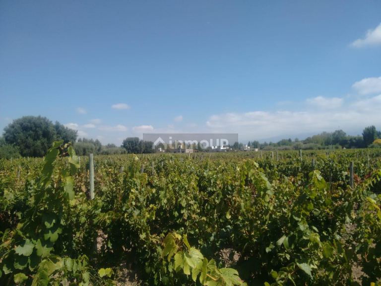 Lote en Venta en Lujan de Cuyo, Mendoza