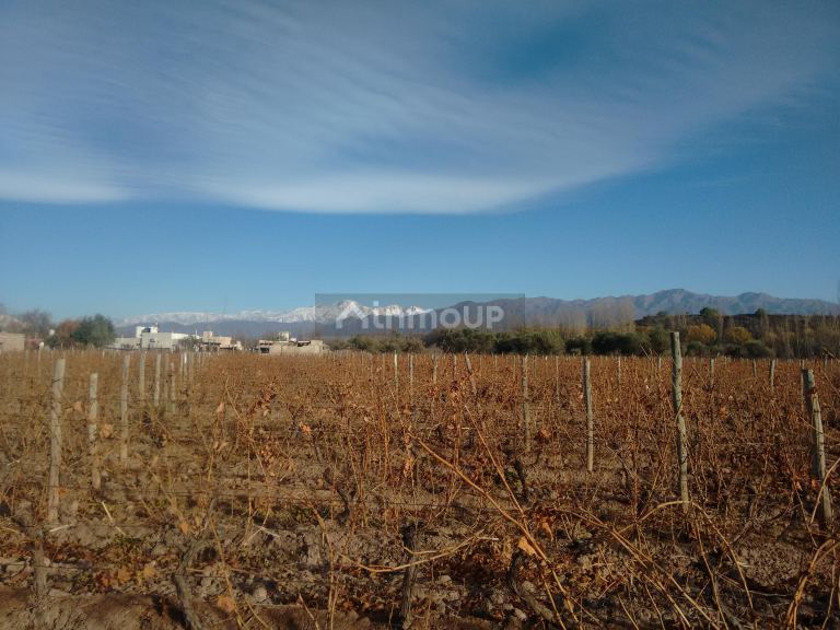 Lote en Venta en Lujan de Cuyo, Mendoza