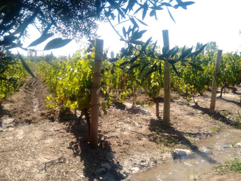 Lote en Venta en Lujan de Cuyo, Mendoza