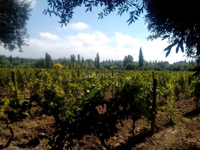Lote en Venta en Lujan de Cuyo, Mendoza