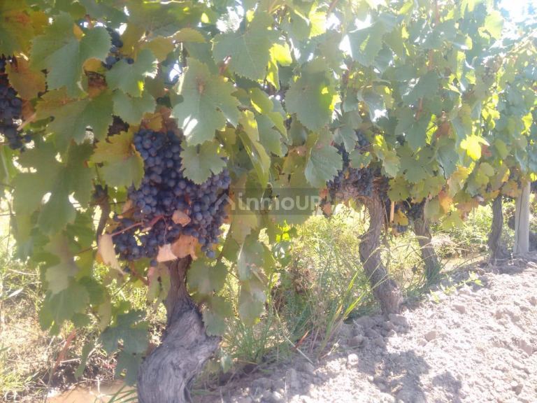 Lote en Venta en Lujan de Cuyo, Mendoza