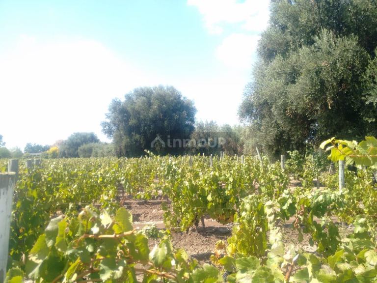 Lote en Venta en Lujan de Cuyo, Mendoza