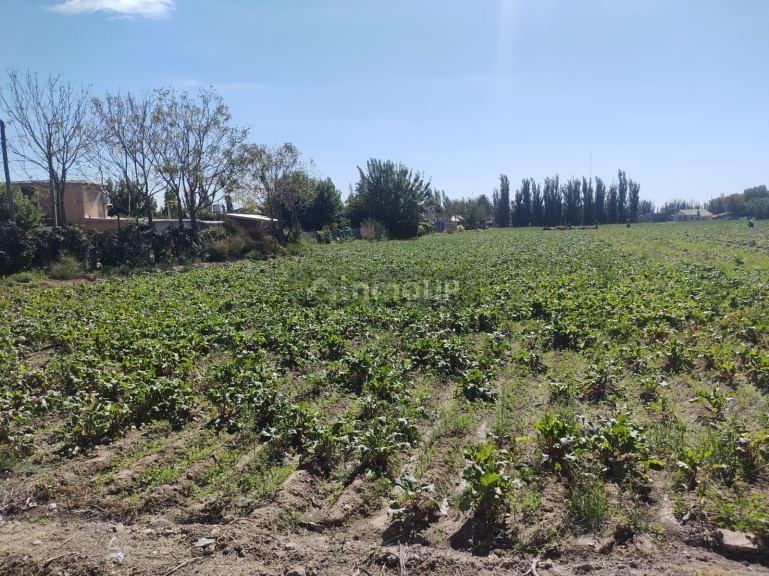 Finca en Venta en Guaymallen, Mendoza