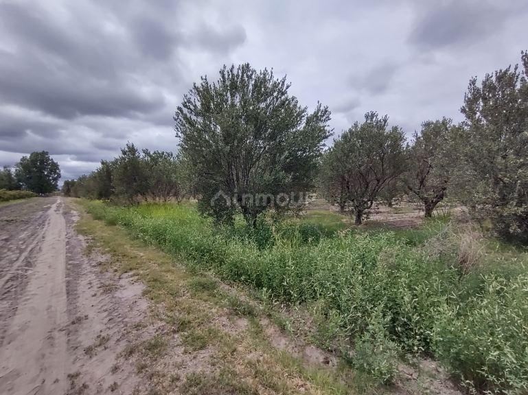 Finca en Venta en Junin, Mendoza