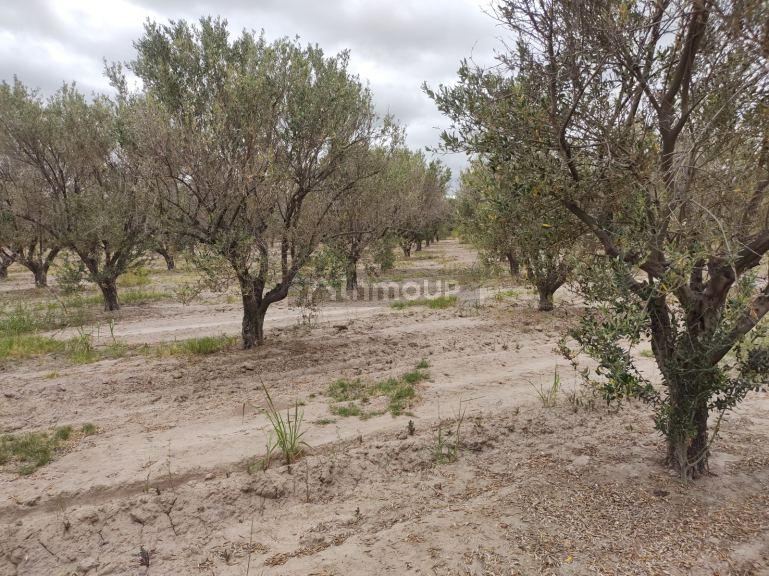 Finca en Venta en Junin, Mendoza