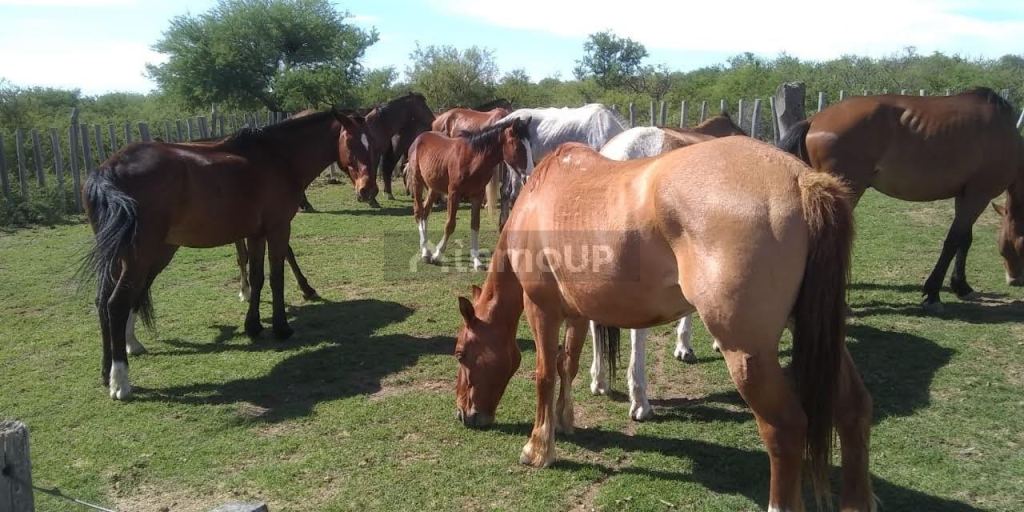 Campo en Venta en Coronel Pringles, San Luis