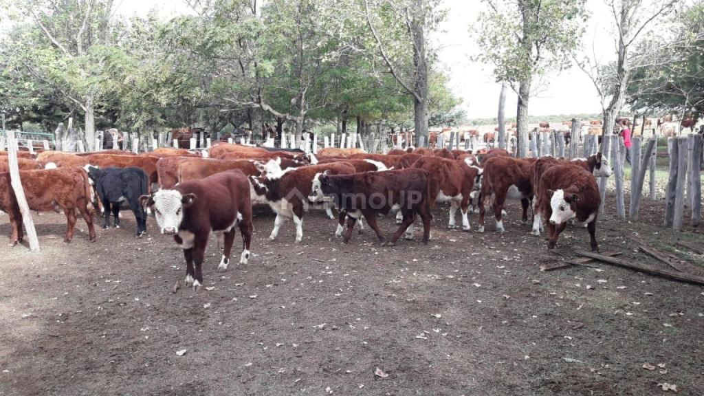 Campo en Venta en Coronel Pringles, San Luis