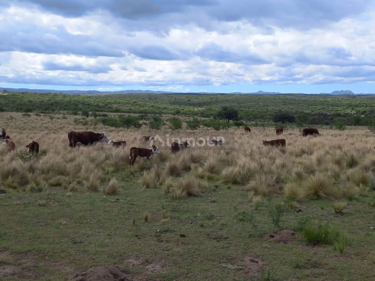 Campo en Venta en Coronel Pringles, San Luis