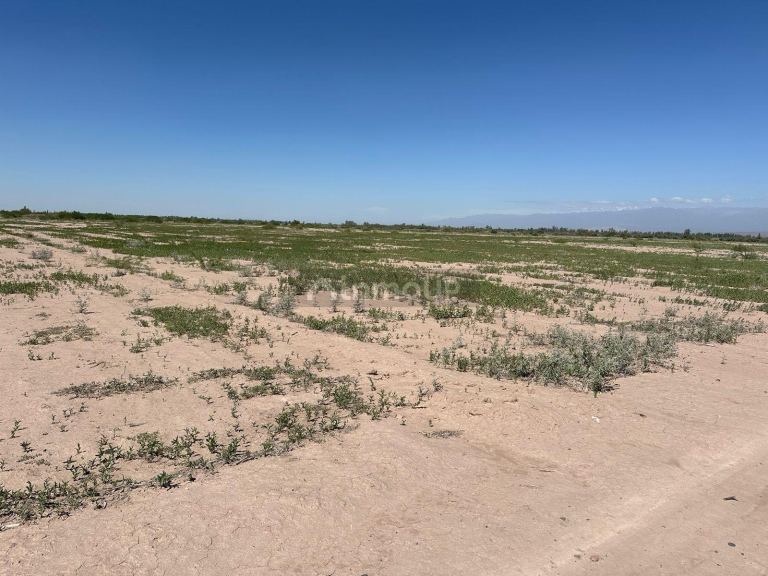 Finca en Venta en Lavalle, Mendoza