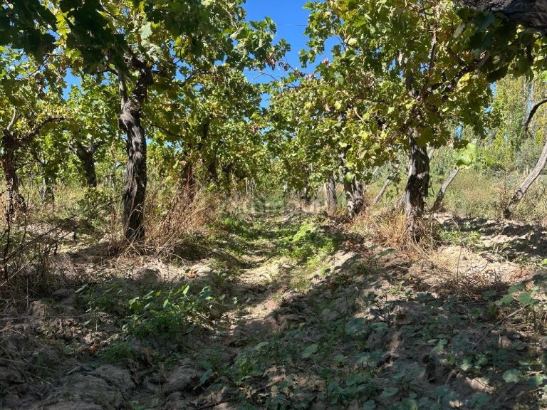Finca en Venta en Lavalle, Mendoza